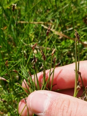 Eleocharis uniglumis