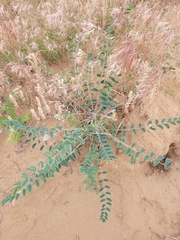 Astragalus longipetalus