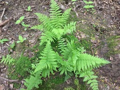 Athyrium filix-femina