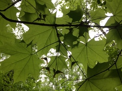 Acer platanoides