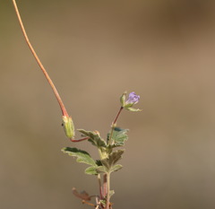 Erodium oxyrhynchum