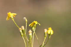 Senecio subdentatus