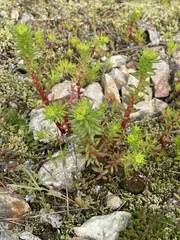 Sedum stenopetalum