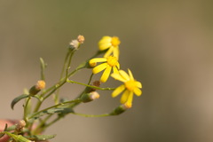 Senecio subdentatus