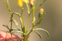 Senecio subdentatus