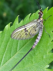 Ephemera danica