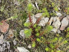 Sedum stenopetalum