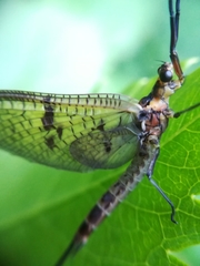 Ephemera danica