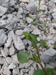 Rumex hastifolius