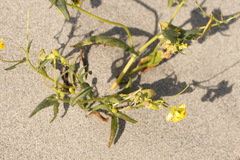 Senecio subdentatus