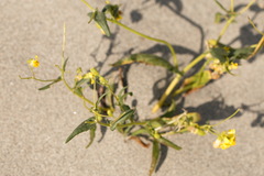 Senecio subdentatus