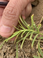 Asclepias fascicularis