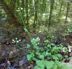 Cardamine tenera