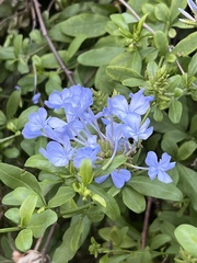 Plumbago auriculata