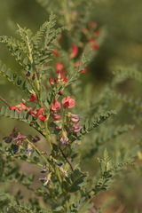 Sphaerophysa salsula