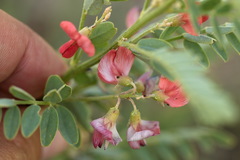 Sphaerophysa salsula