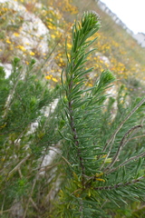 Microdon capitatus