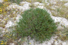 Microdon capitatus