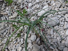 Allium nathaliae