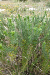 Microdon capitatus
