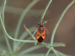 Corizus hyoscyami