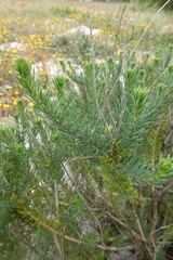 Microdon capitatus