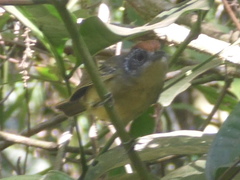 Dysithamnus stictothorax