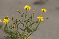 Senecio subdentatus