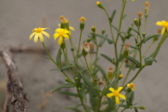 Senecio subdentatus