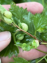 Blaesodiplosis venae