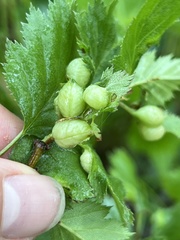 Blaesodiplosis venae