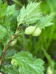 Blaesodiplosis venae