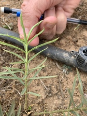 Asclepias fascicularis