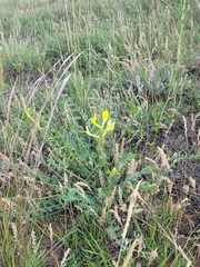 Astragalus longipetalus