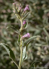 Penstemon arenarius