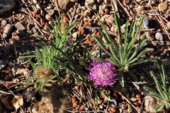 Centaurea linifolia