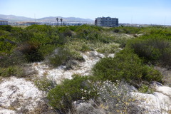Microdon capitatus