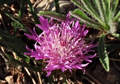 Centaurea linifolia