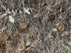 Hebestatis theveneti