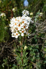 Microdon capitatus