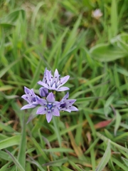 Scilla verna