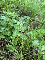 Blaesodiplosis venae