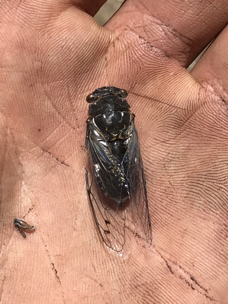 Hadoa chiricahua from Cochise County, USAZ, US on May 26, 2022 at 12