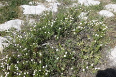 Microdon capitatus