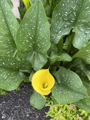Zantedeschia elliottiana