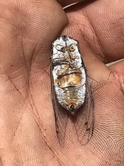 Hadoa chiricahua