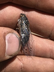 Hadoa chiricahua