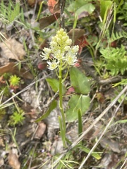 Sedum stenopetalum