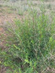 Artemisia arenaria