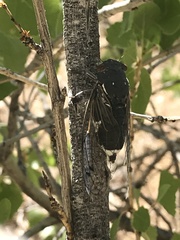 Hadoa chiricahua